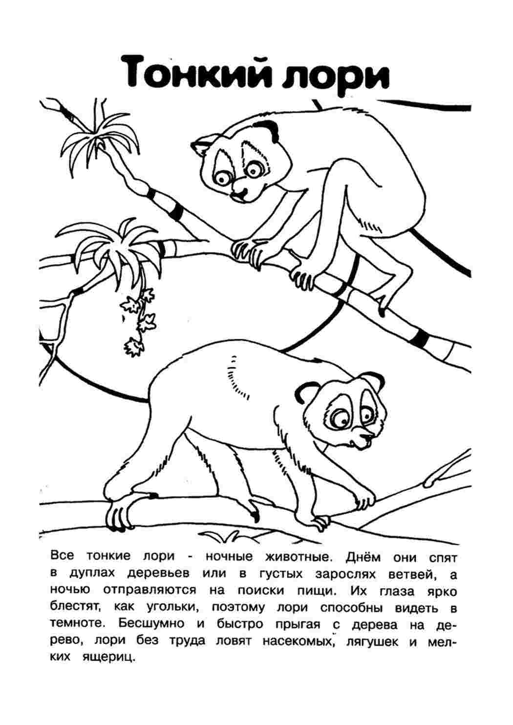 раскраска красная книга. Обучающие раскраски.