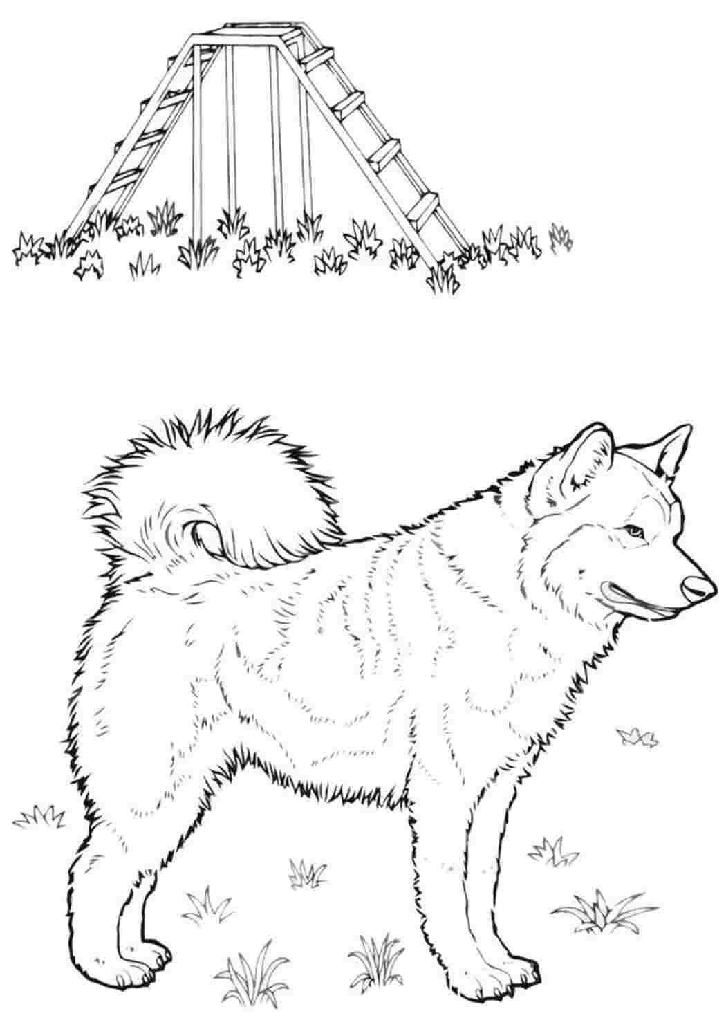 Раскраски Раскраска собака Лайка. Красивые раскраски. Раскраска собака Лайка. Онлайн раскраска.