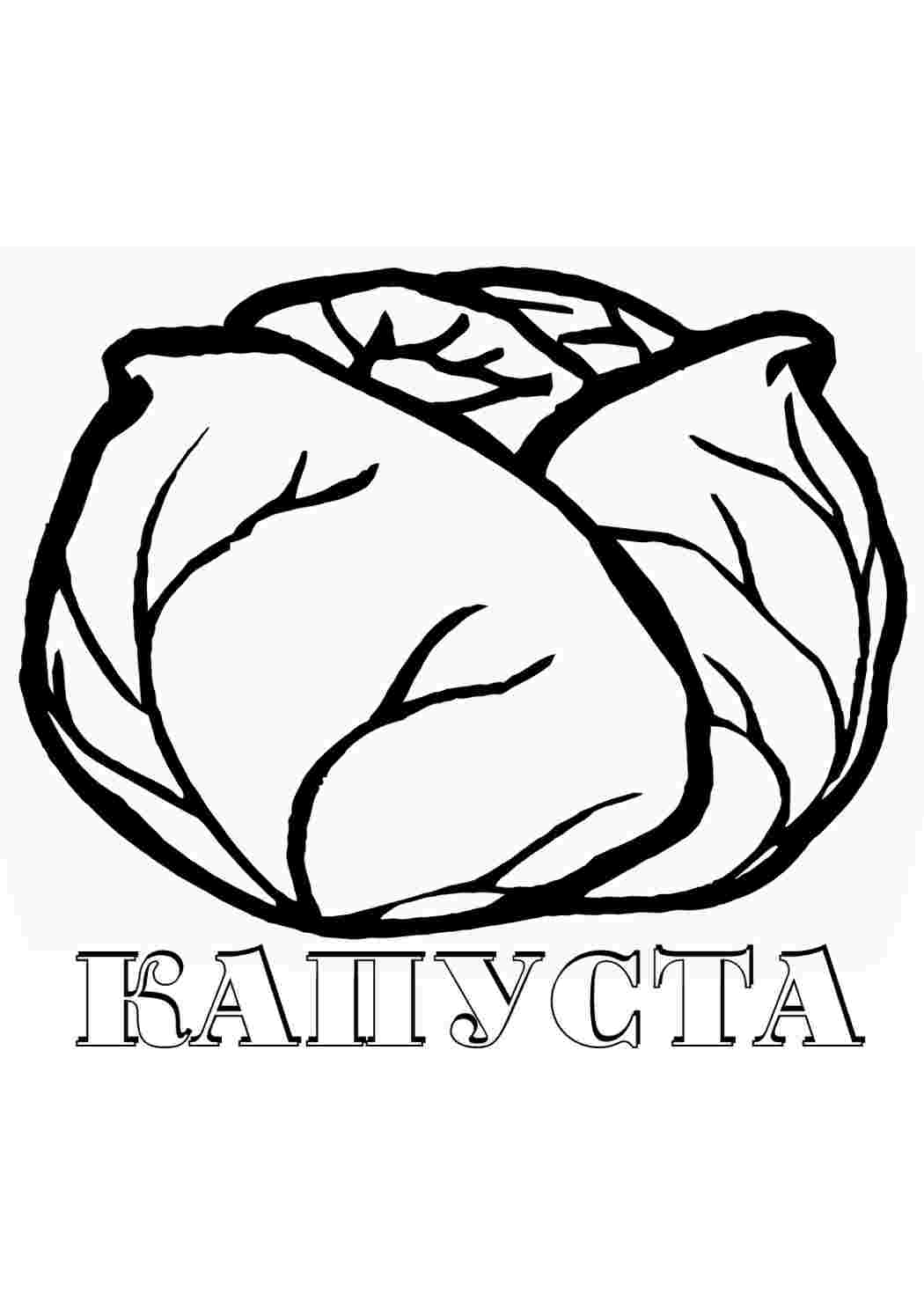 Картинки раскраски рассада капуста для детей