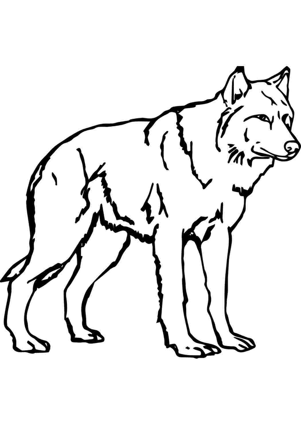 Раскраска серый волк. Раскраска волк. Волк раскраска для детей. Волк рисунок. Раскраска "Дикие животные".