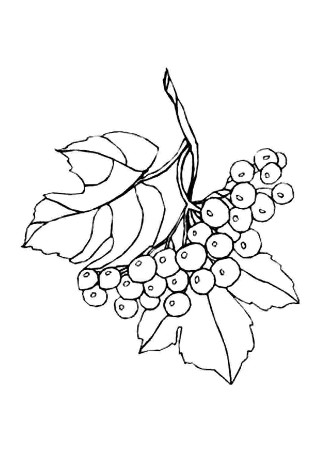 Веточки калины рисунок