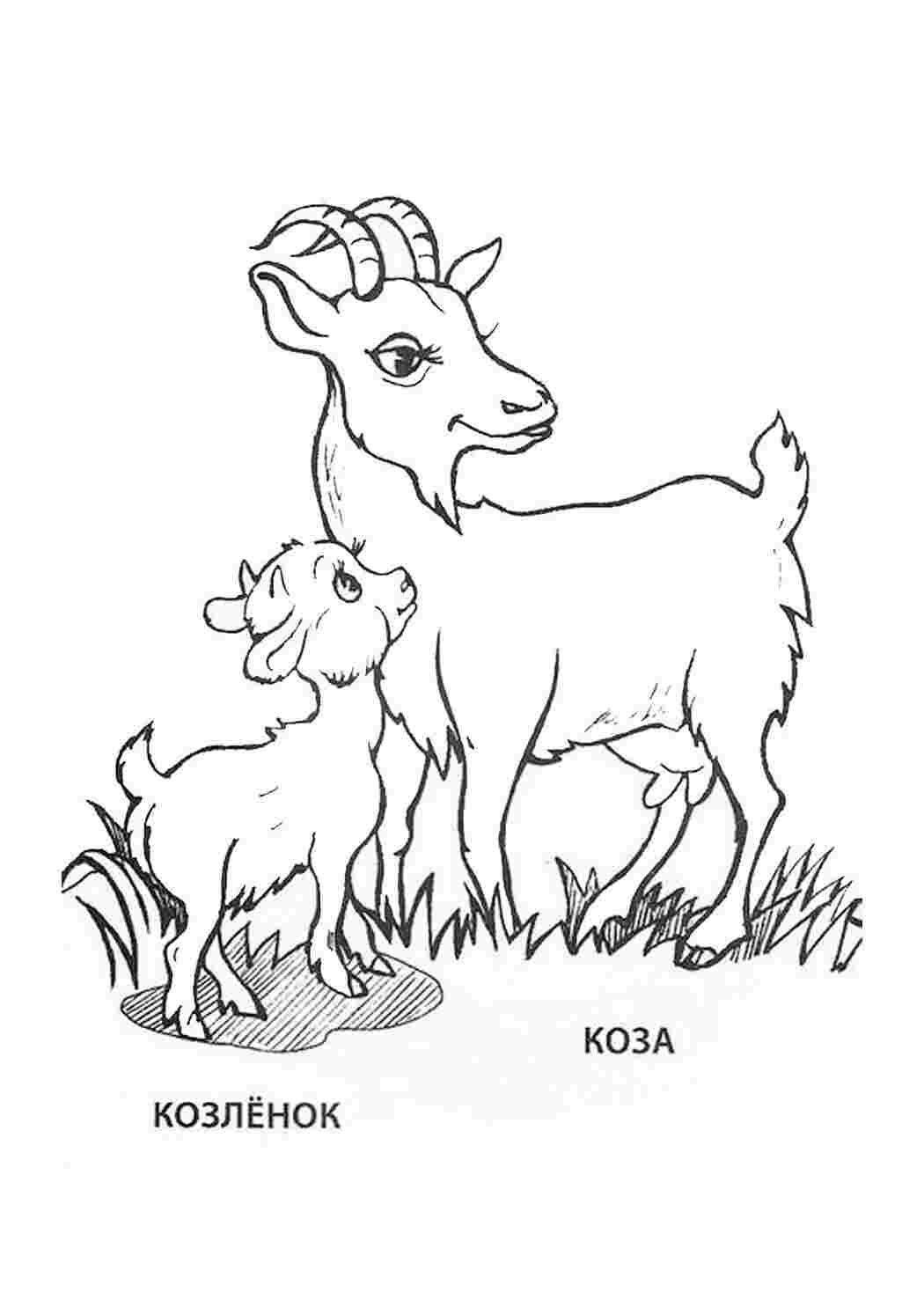 Рисунок козленка. Раскраска коза с козленком. Раскраска коза с козленком для детей. Раскраски животные для детей. Домашние животные раскраска для детей.