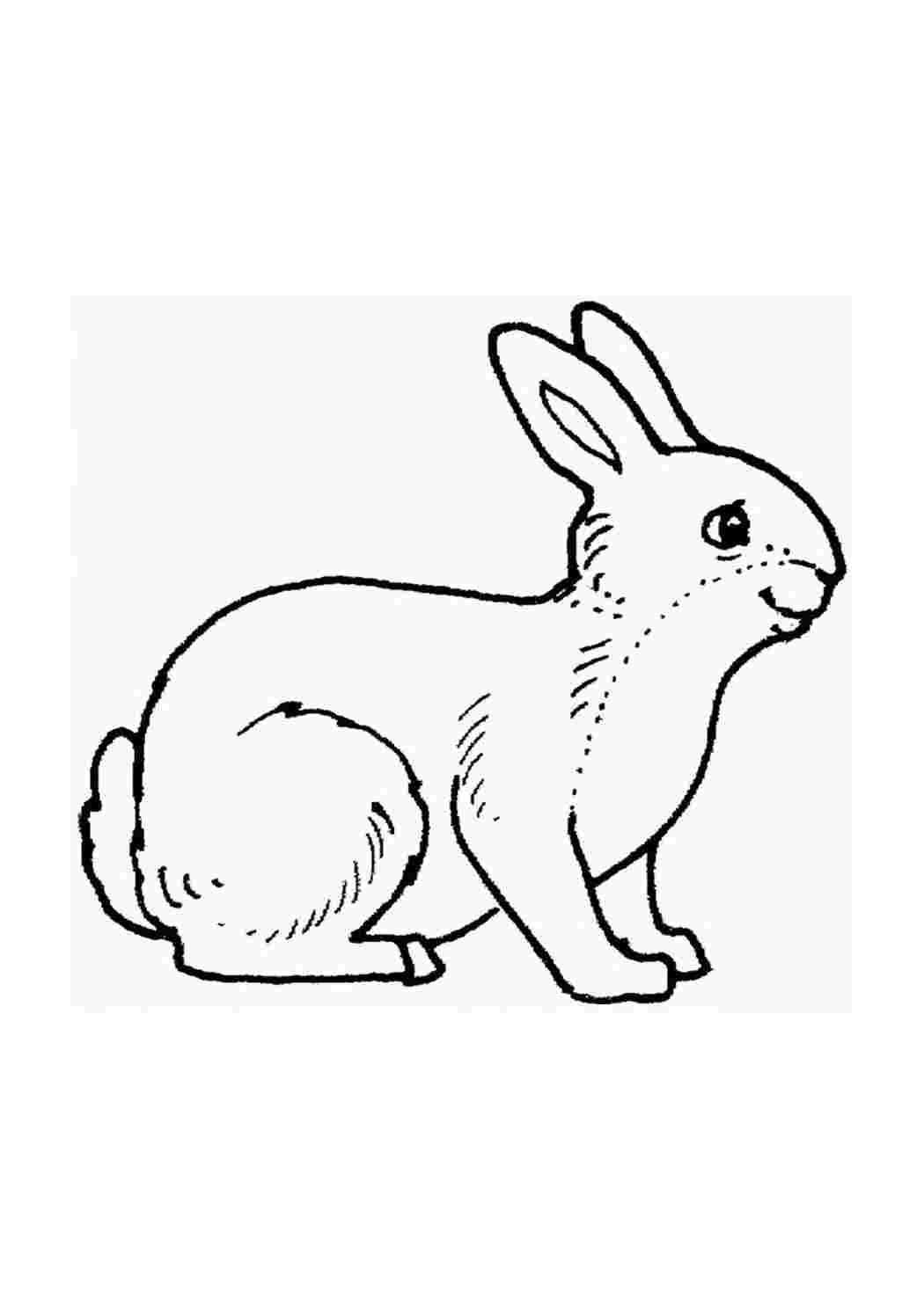 Контурный рисунок заяц