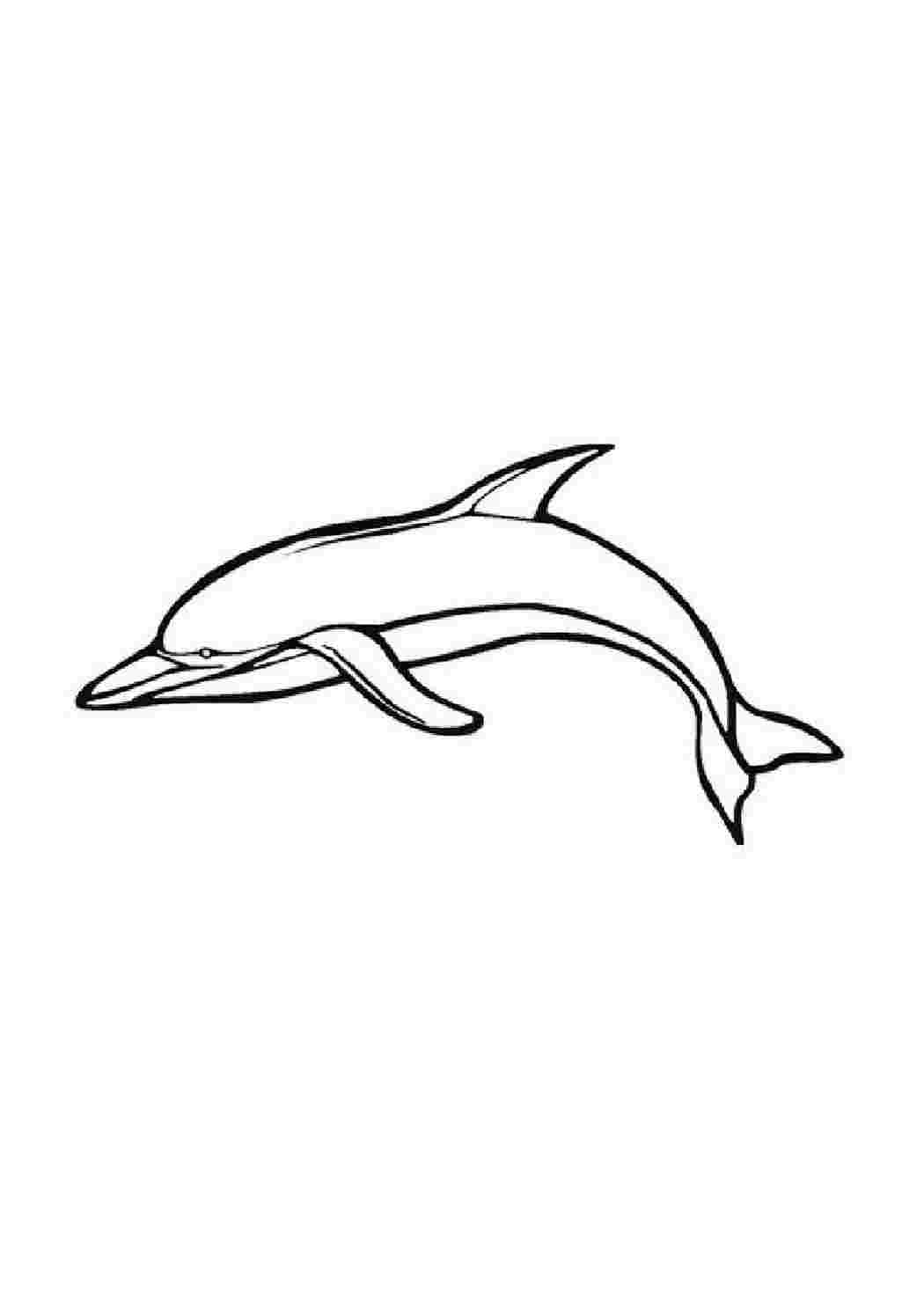 Контур рисунка дельфина для детей карандашом