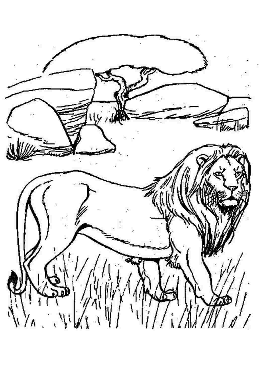 Раскраска дикий Лев