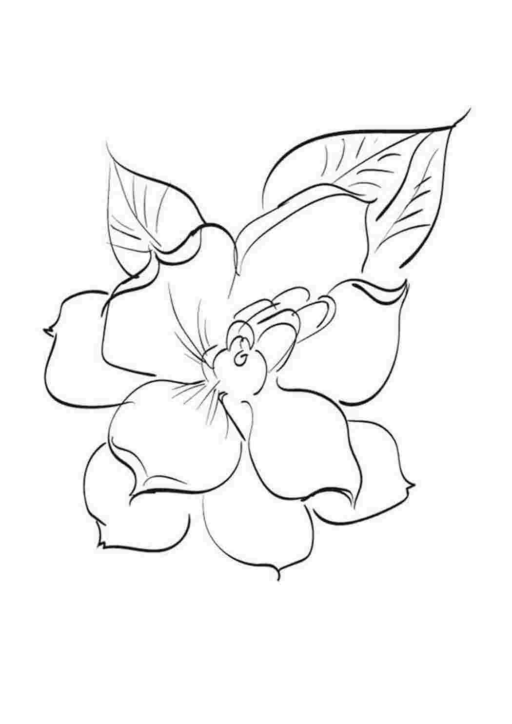 Раскраска цветок бальзамин