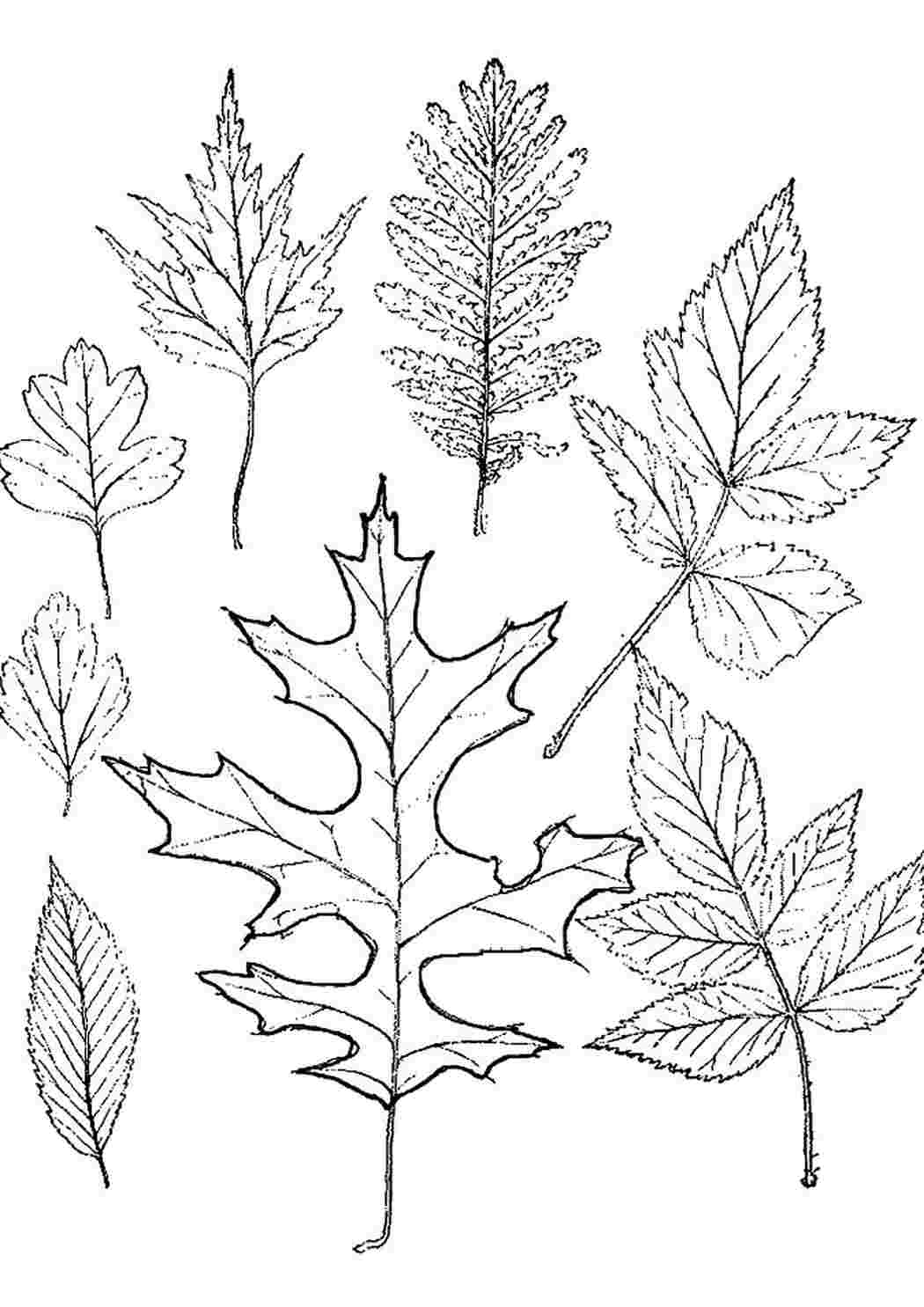 Раскраска листьев для детей