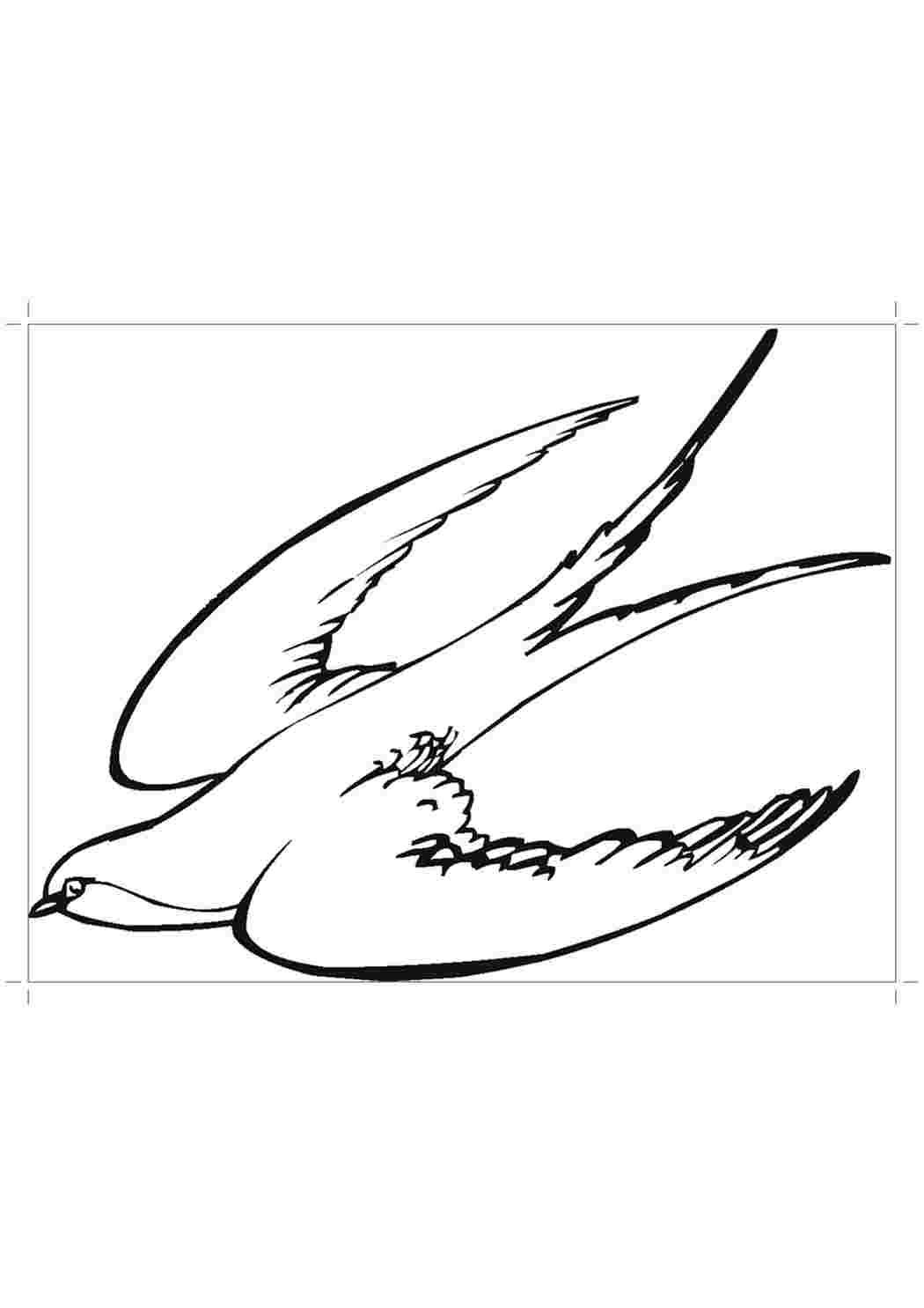 Перелетные птицы раскраска Ласточка
