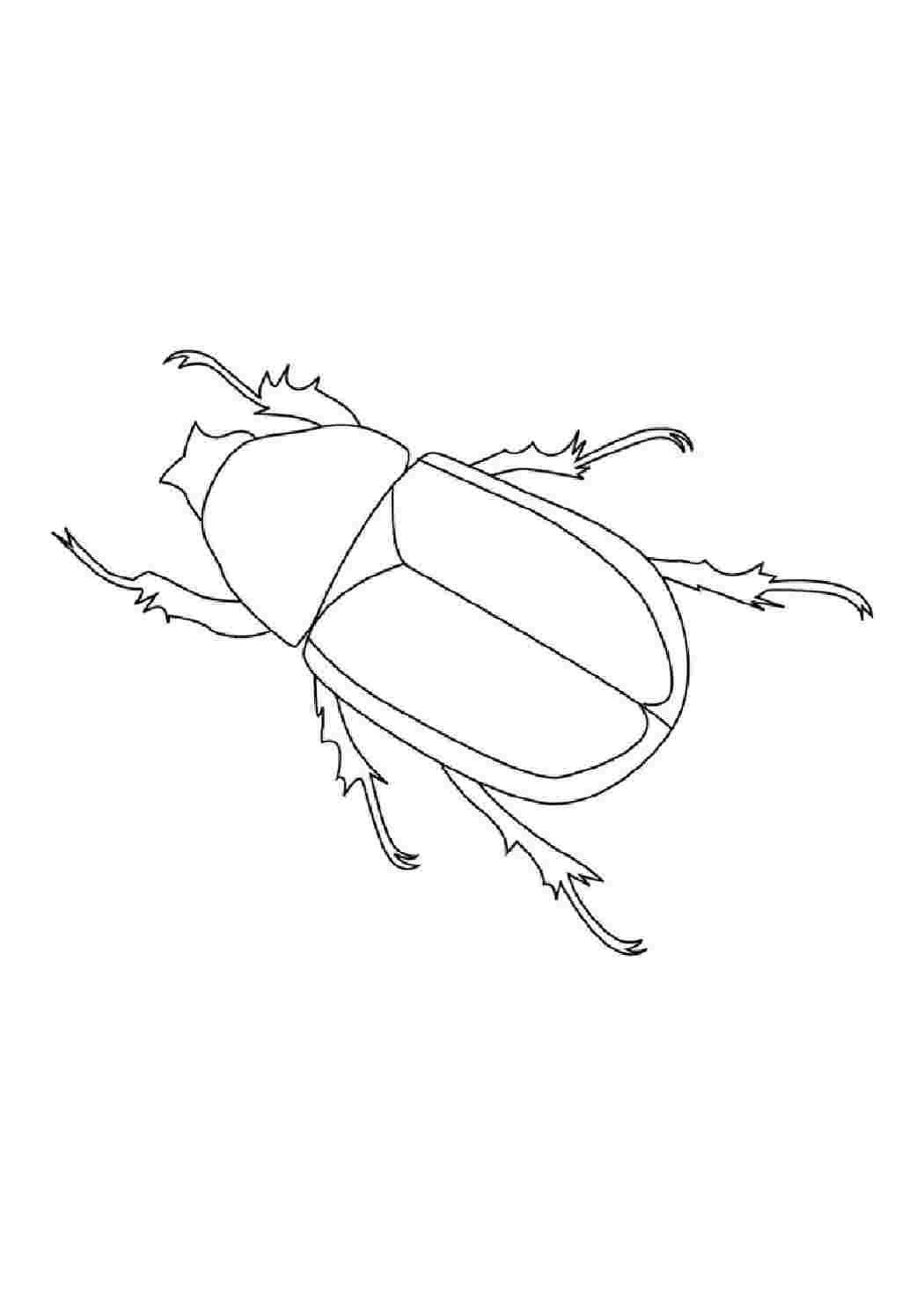 Жук нарисовать. Жук бронзовка рисунок. Жук скарабей раскраска. Майский хрущ раскраска.