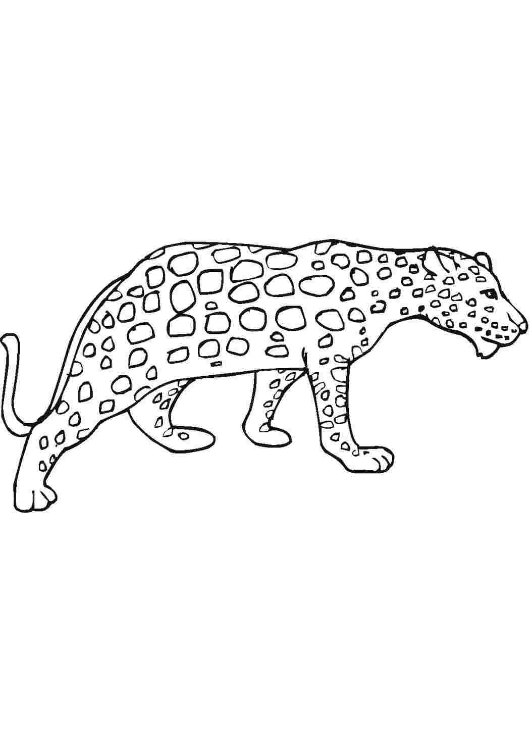Раскраска гепард и кошки