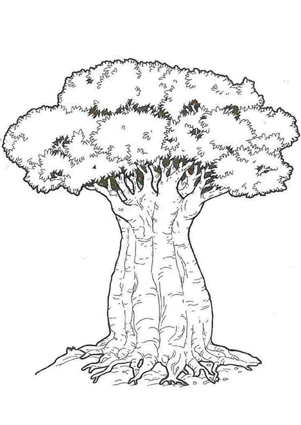 Баобаб дерево раскраска