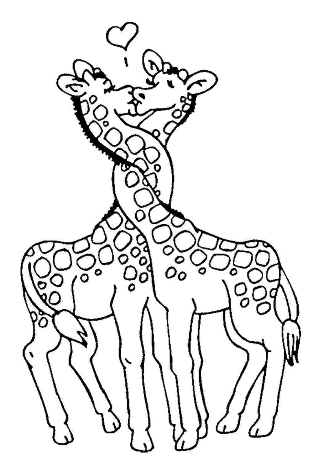 Жирафы раскраска