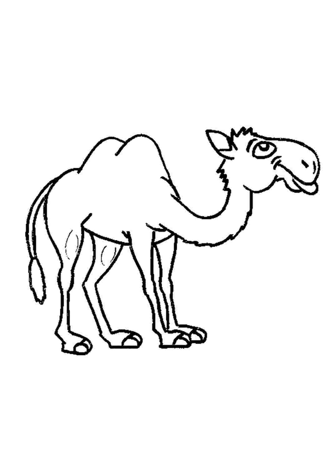 Верблюд рисунок раскраска