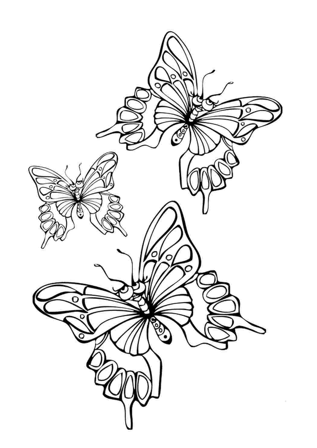 Раскраска три бабочки