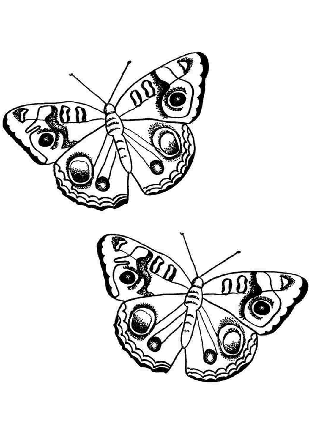 Бабочка павлиний глаз раскраска