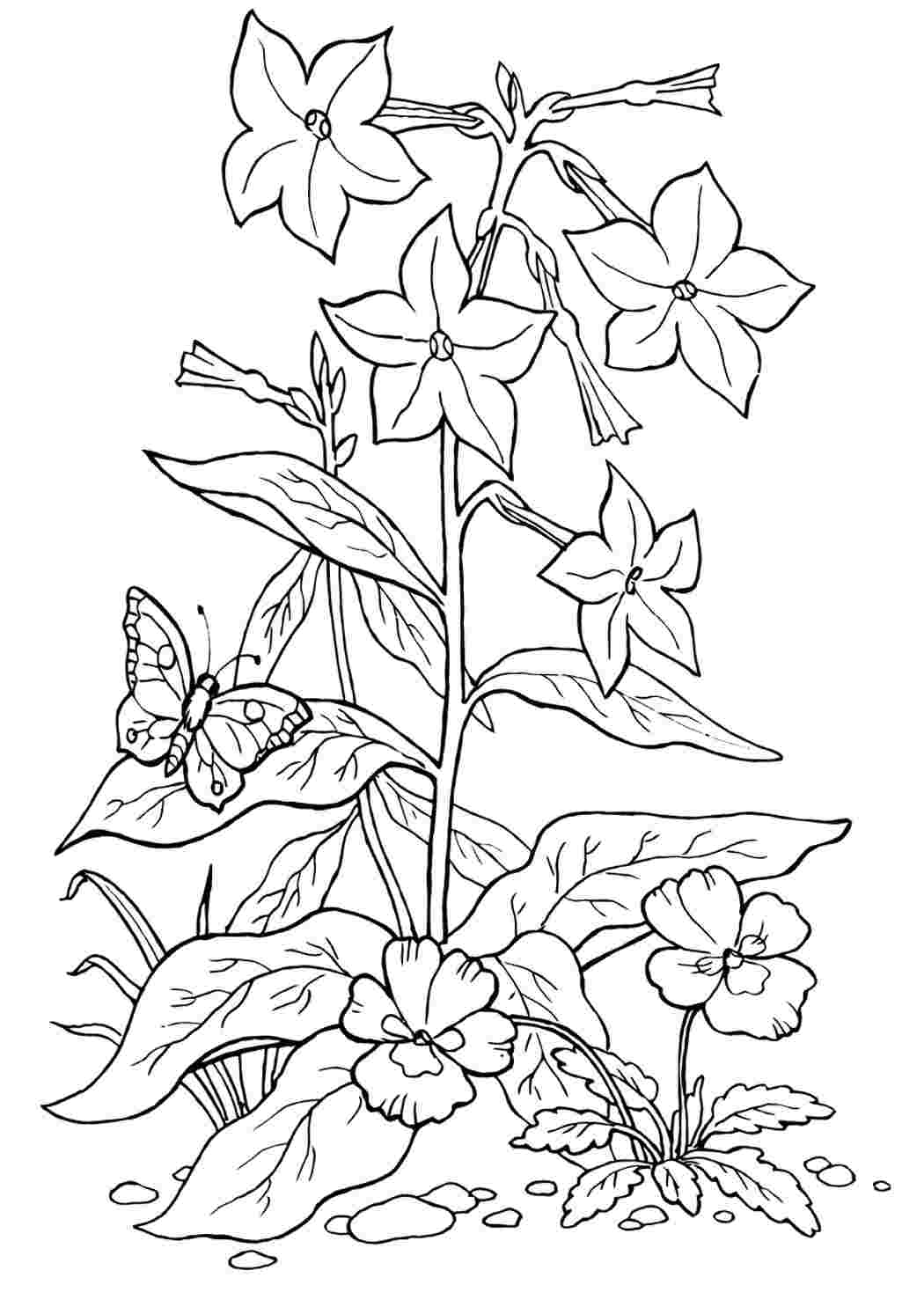 Раскраска цветы Виола
