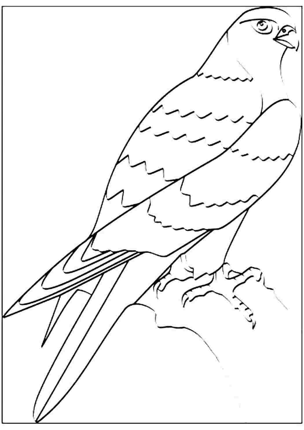 Сокол рисунок карандашом для детей