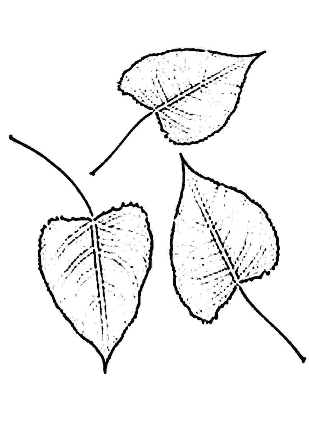 Листья березы для вырезания