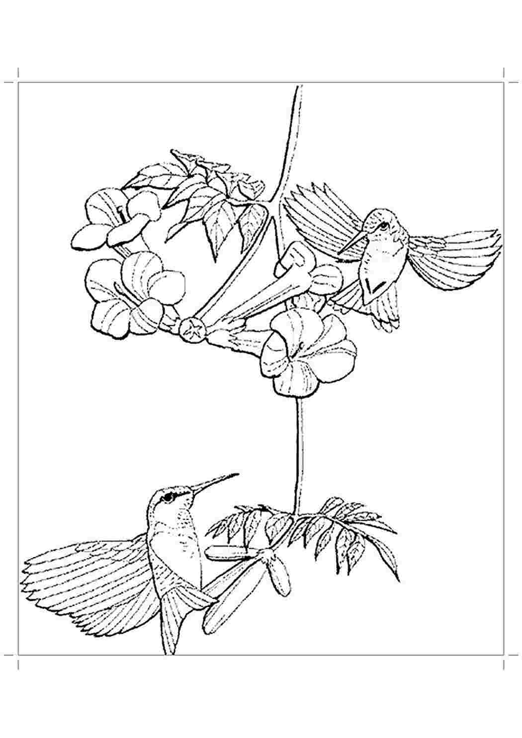 Рисунок 2 птицы. Колибри раскраска. Птица Колибри раскраска. Колибри картинка раскраска. Колибри раскраска для детей.