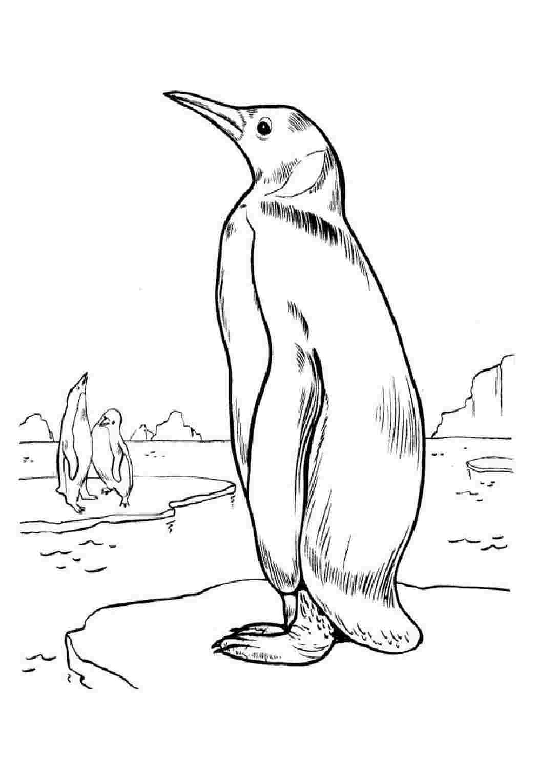 Раскраска животные для детей Пингвин