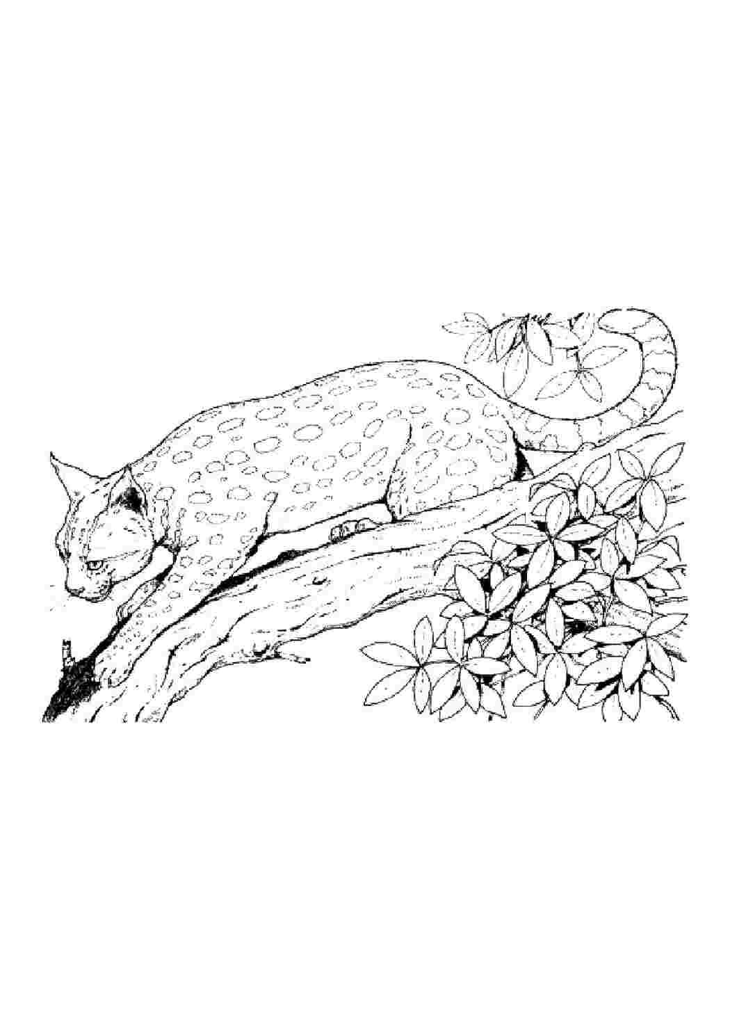 Рисунки диких кошек