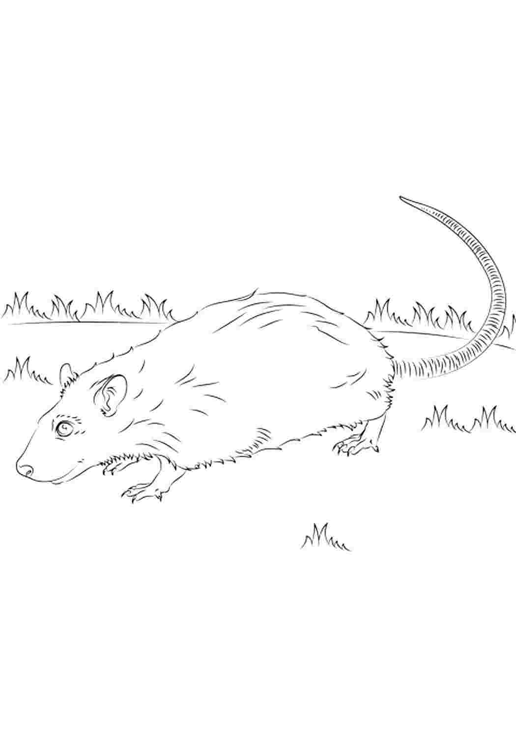 Раскраска сиамский крыса