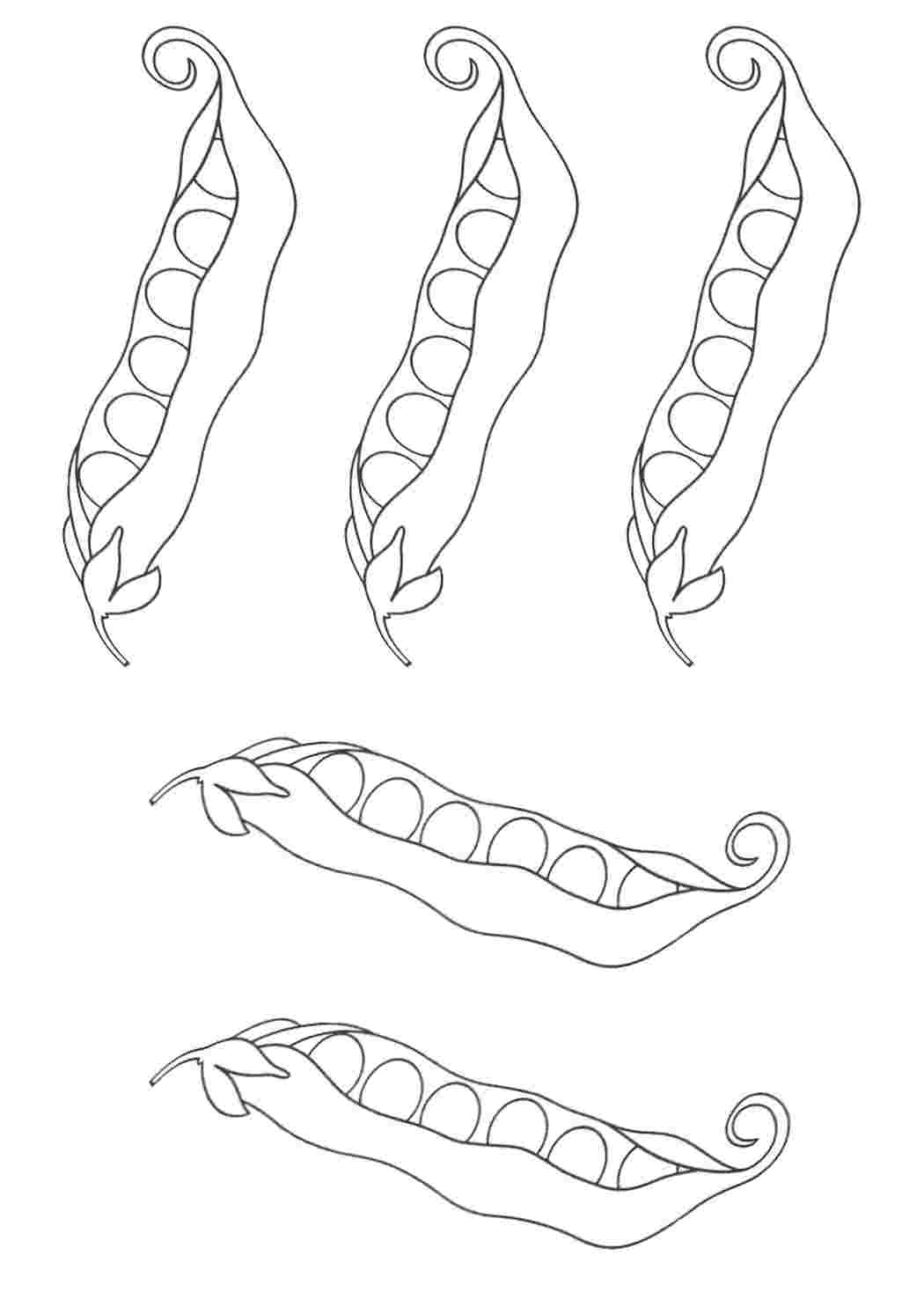 Как нарисовать стручок гороха