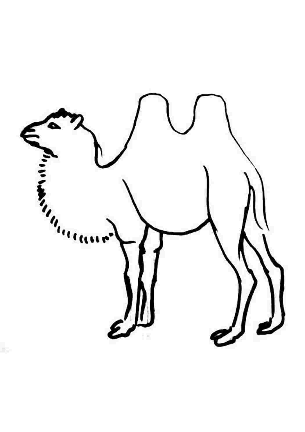 Верблюд раскраска