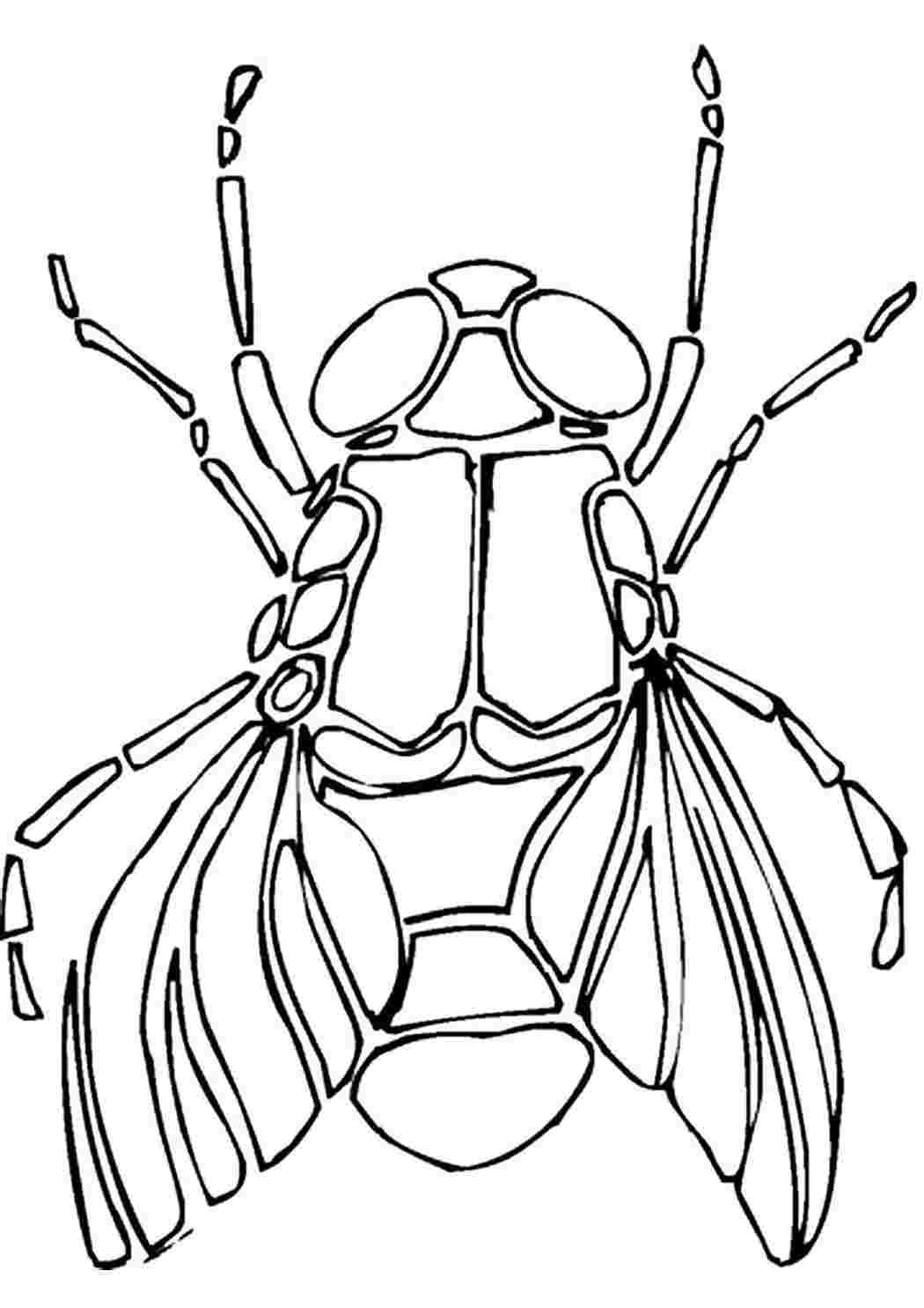 раскраска муха
