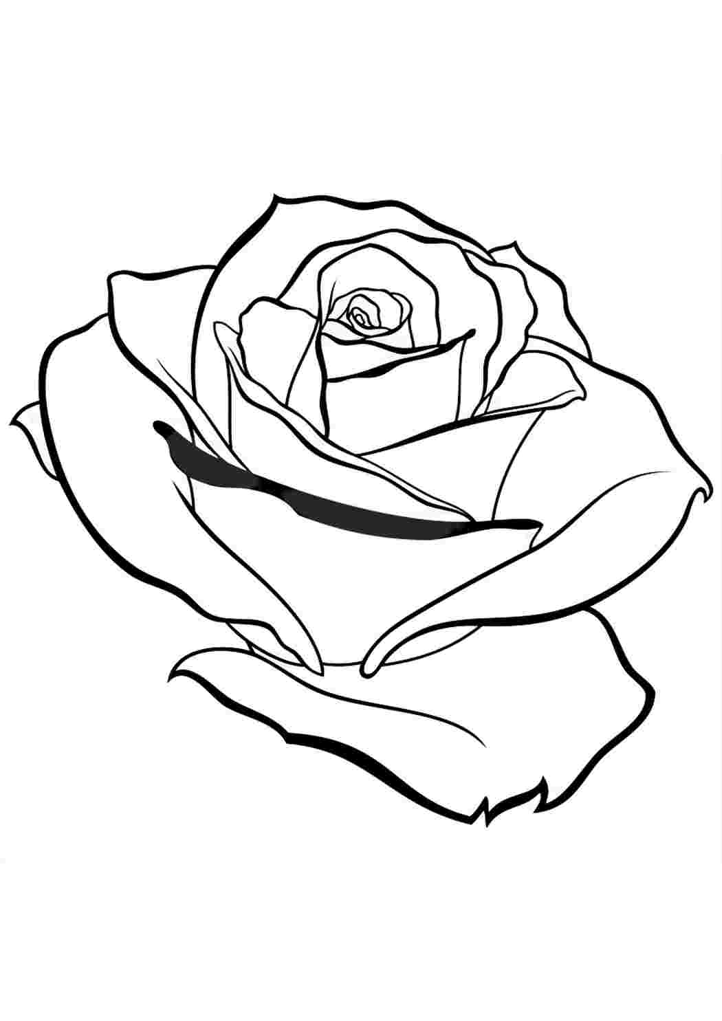 Роза раскраска реалистичная