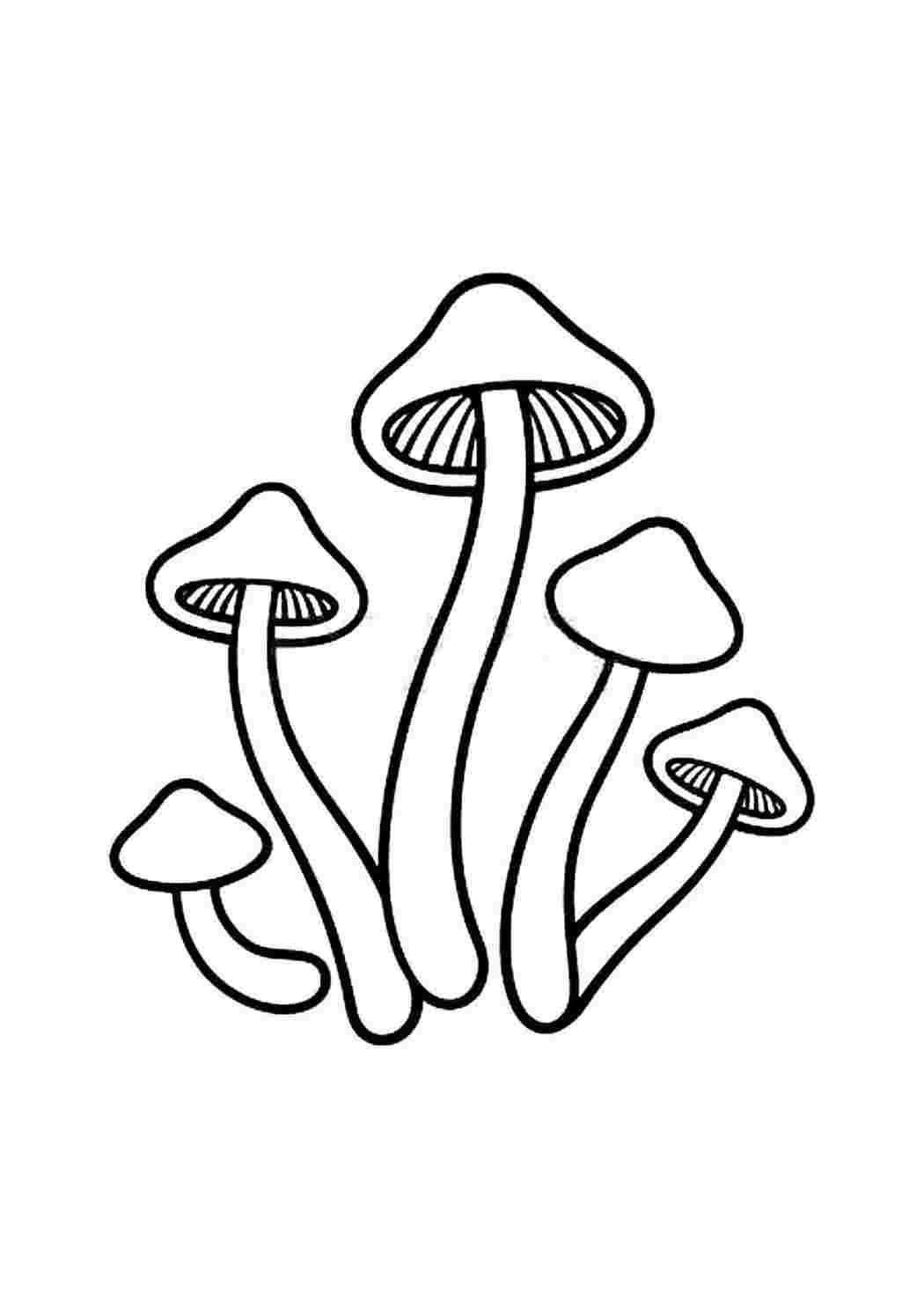 Печать гриба зохры геншин. Ложный опенок контур. Раскраска грибы опята. Psilocybe Cubensis рисунки.