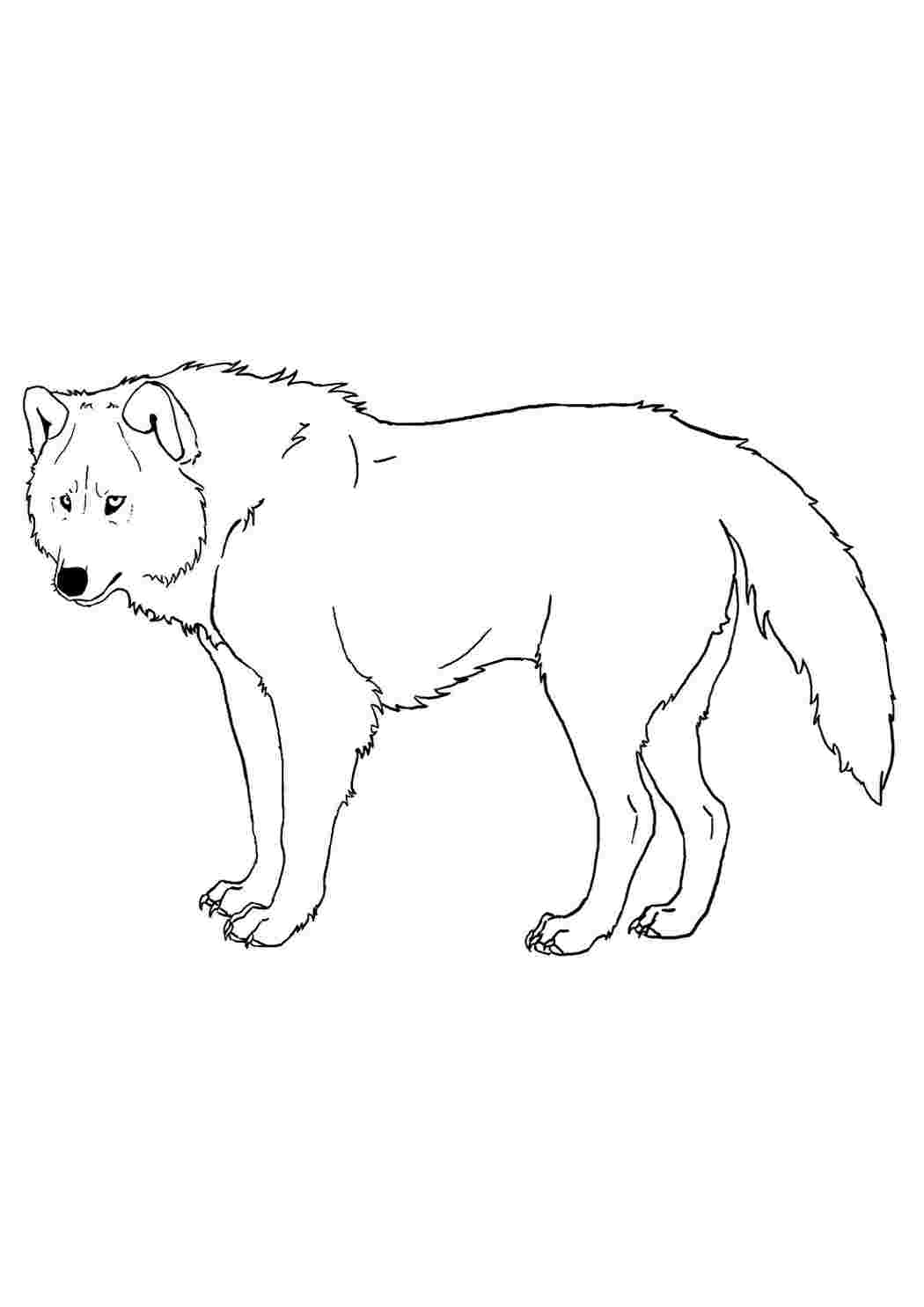 Разукрашка серый волк
