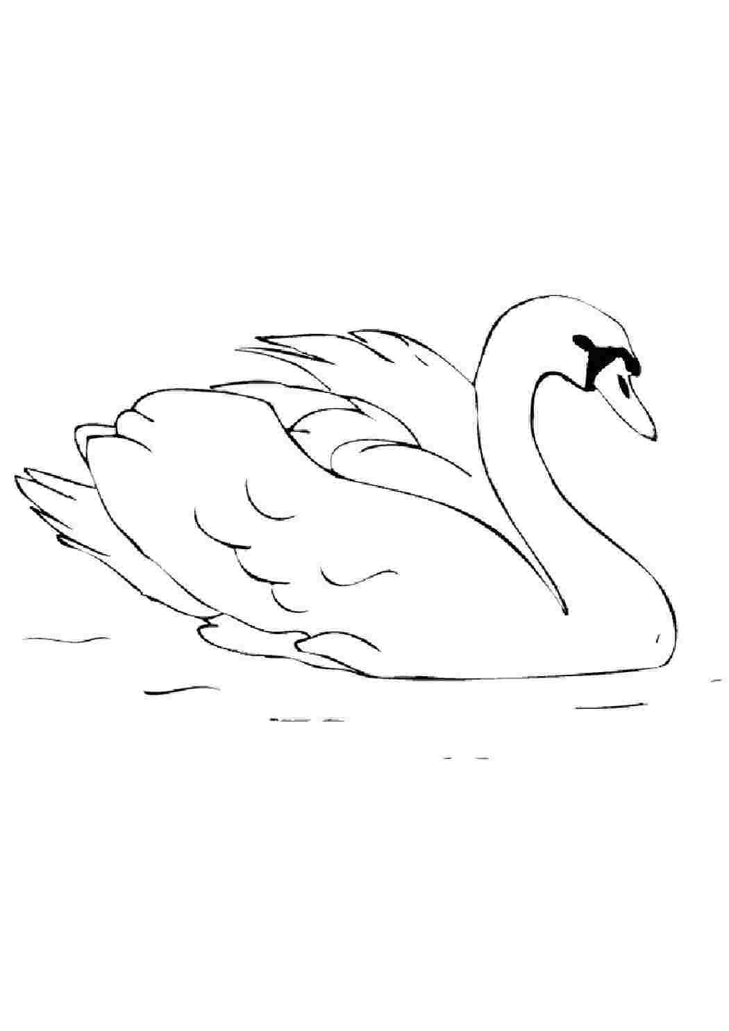 Лебеди на озере рисунок раскраска