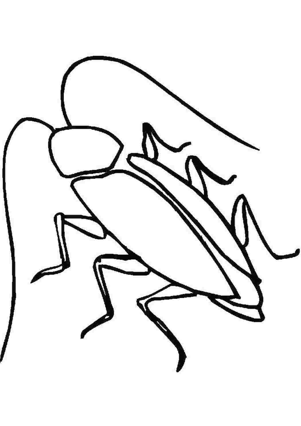 Раскраски насекомые таракан