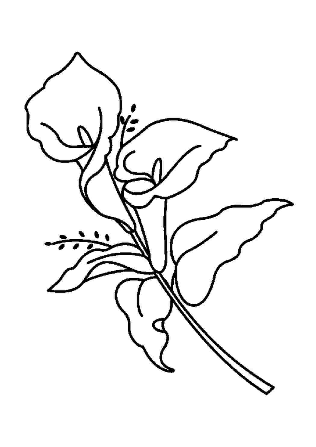 Раскраска цветы каллы