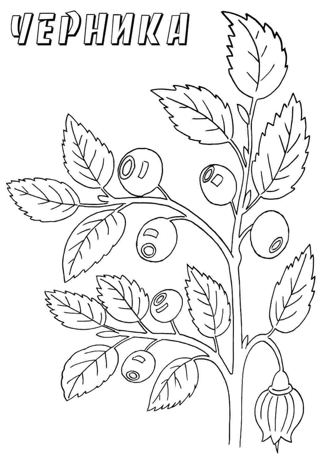 Раскраска Лесные ягоды для детей 5-6 лет