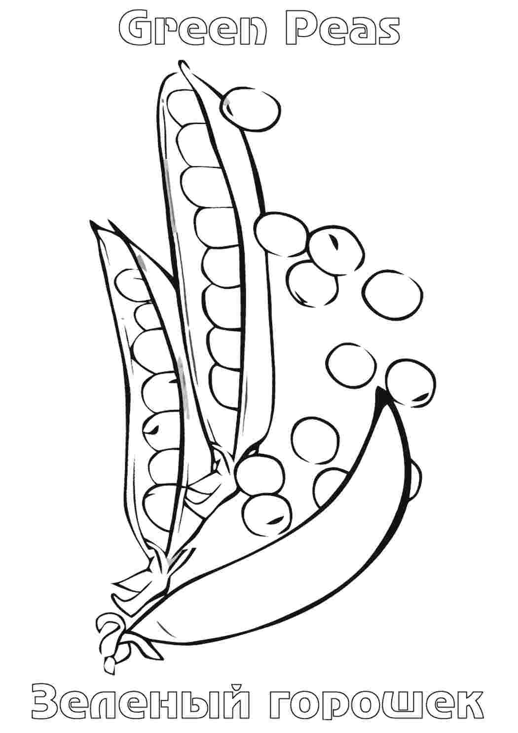 Стручок гороха картинка для детей раскраска