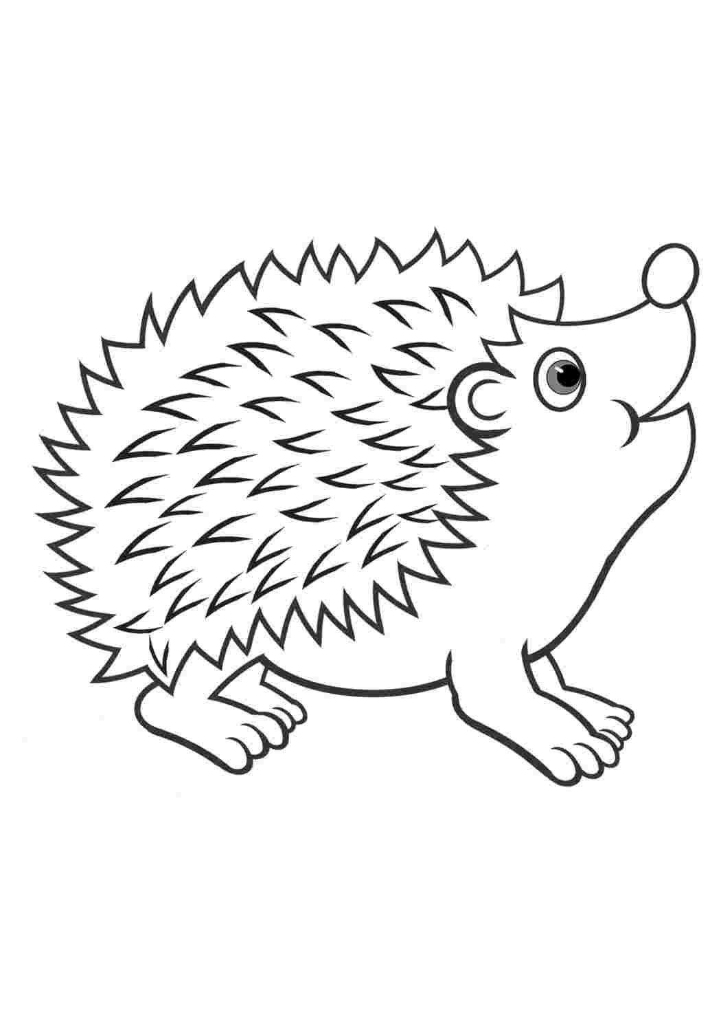 Рисунок ежика раскраска