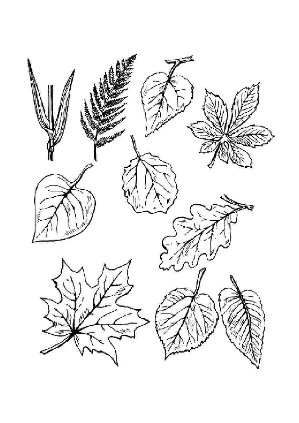 Листья с разных деревьев для раскрашивания