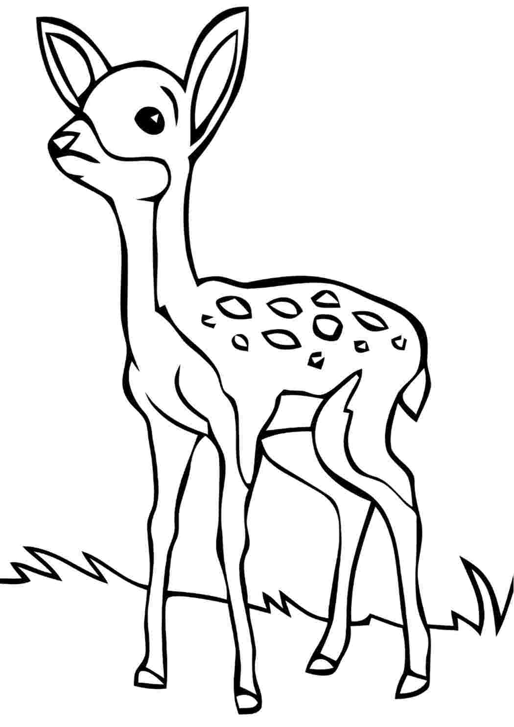 Косуля Раскраски