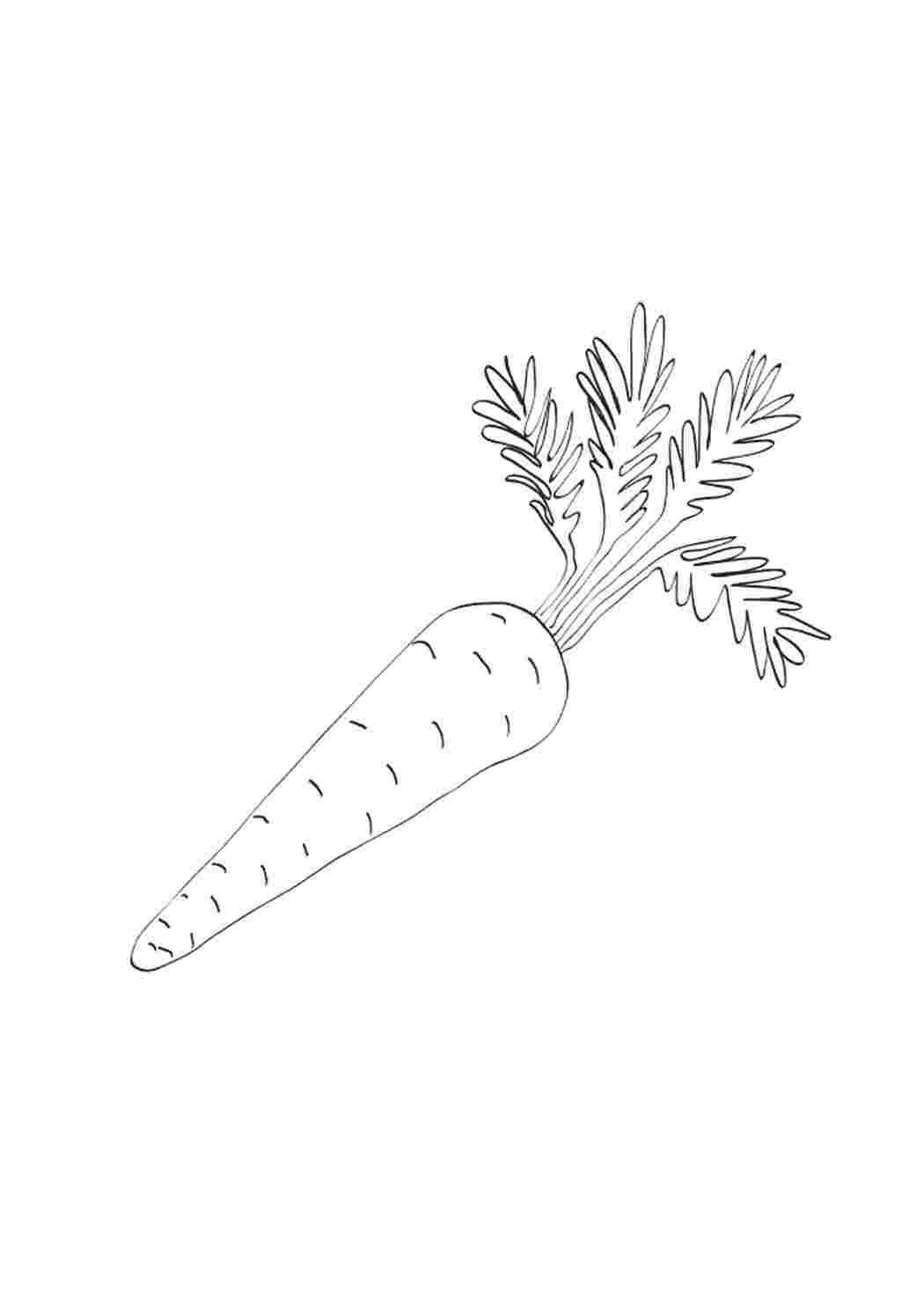 Как нарисовать морковку для детей карандашом поэтапно для начинающих