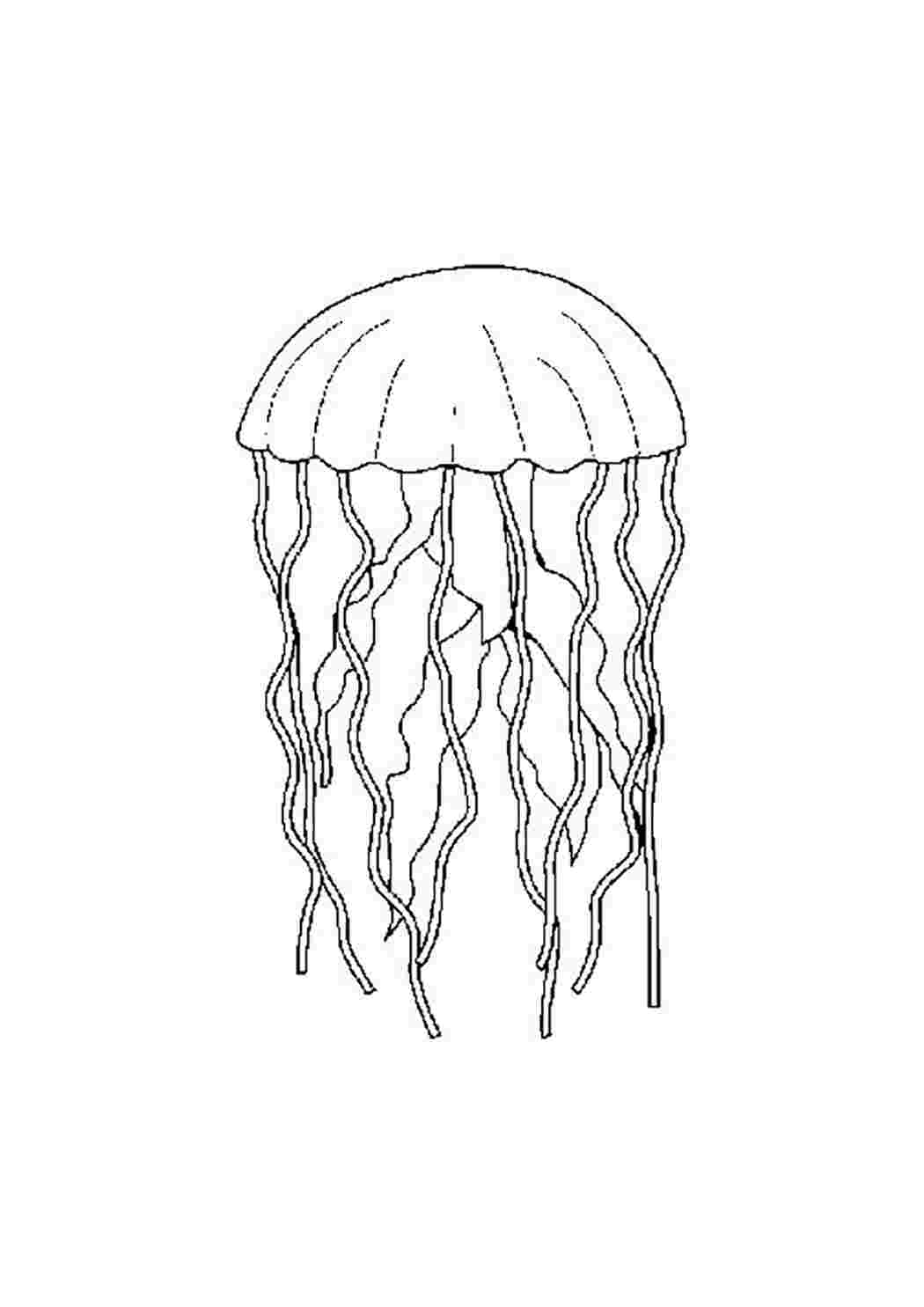 Медуза задания для дошкольников