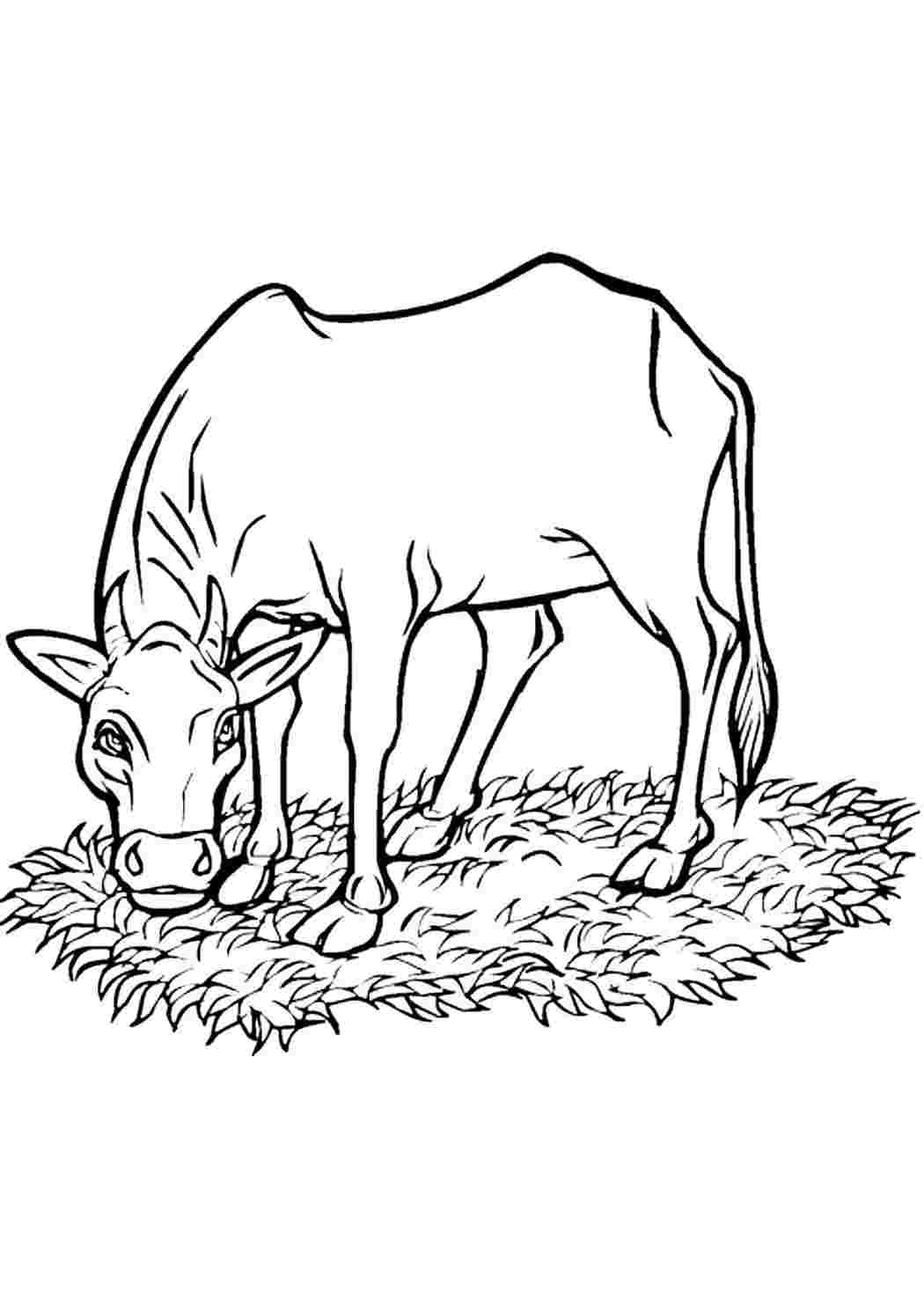 Раскрашивать коров. Раскраска корова. Корова раскраска для детей. Корова картинка для детей раскраска. Домашние питомцы. Раскраска.