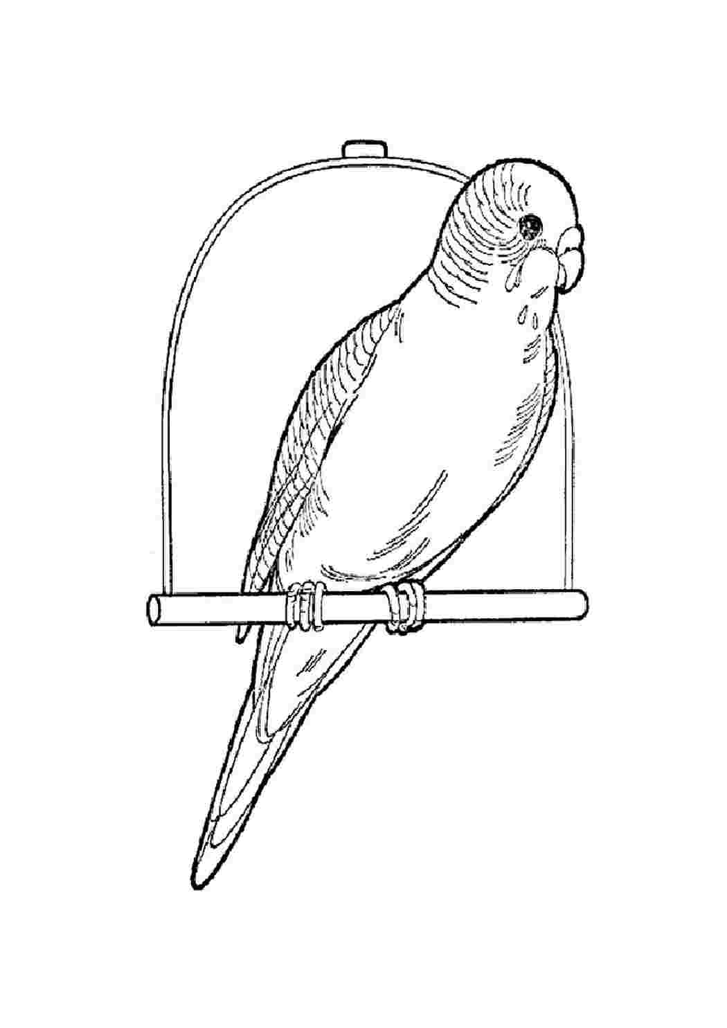 Рисунок волнистый попугай раскраска