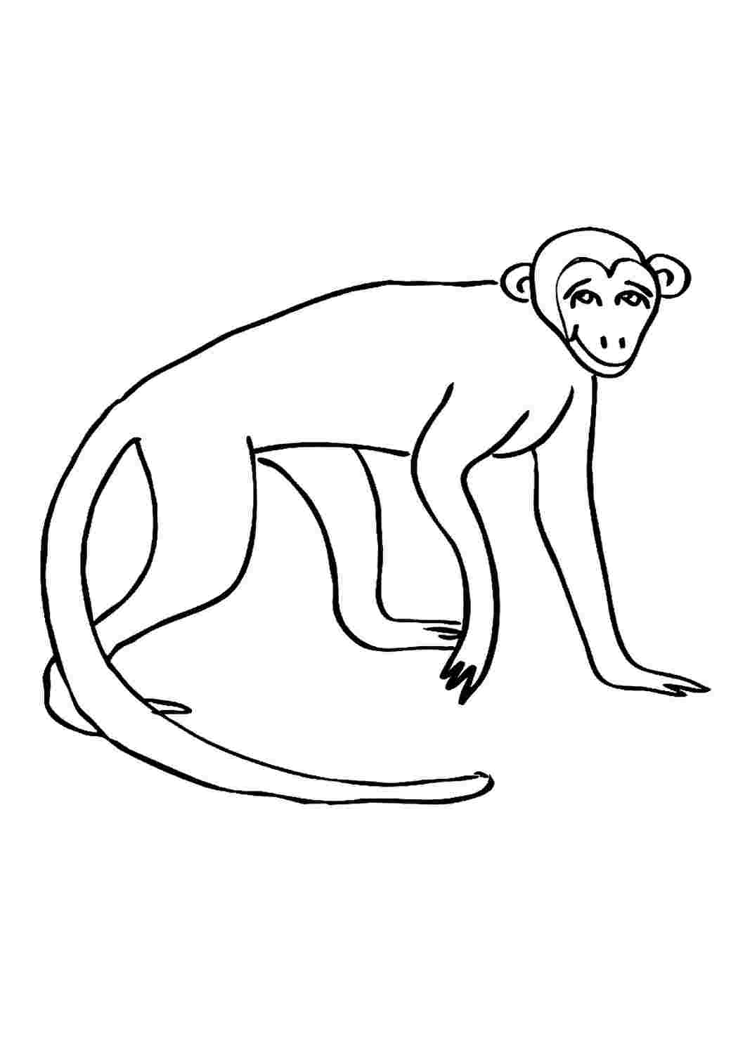 Рисунок макаки. Обезьяна раскраска. Картинка обезьяна раскраска. Шимпанзе раскраска. Мартышка раскраска.