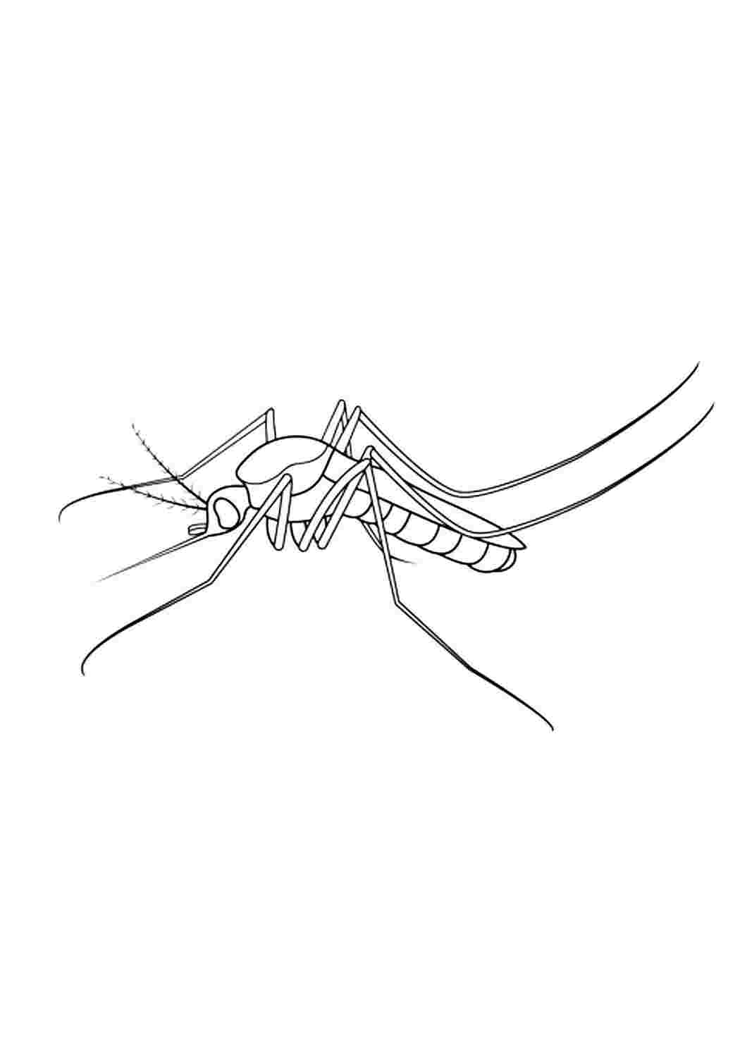 Комар картинка для детей раскраска