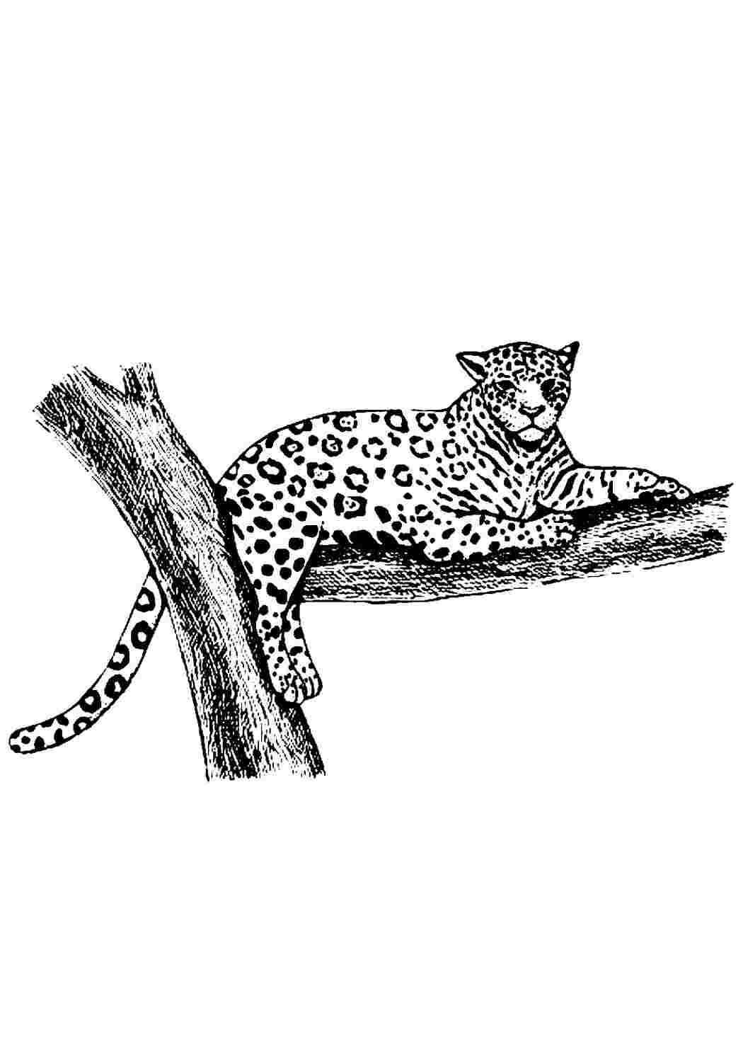 Раскраска леопард на дереве