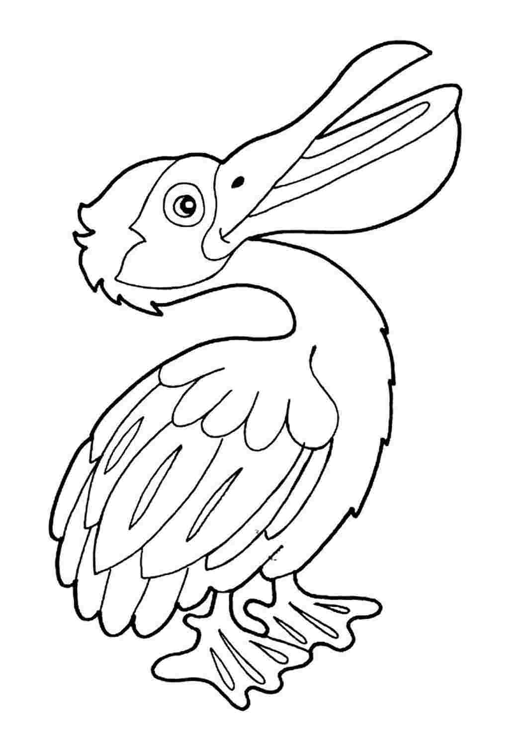 Раскраски для детей птицы Пеликан