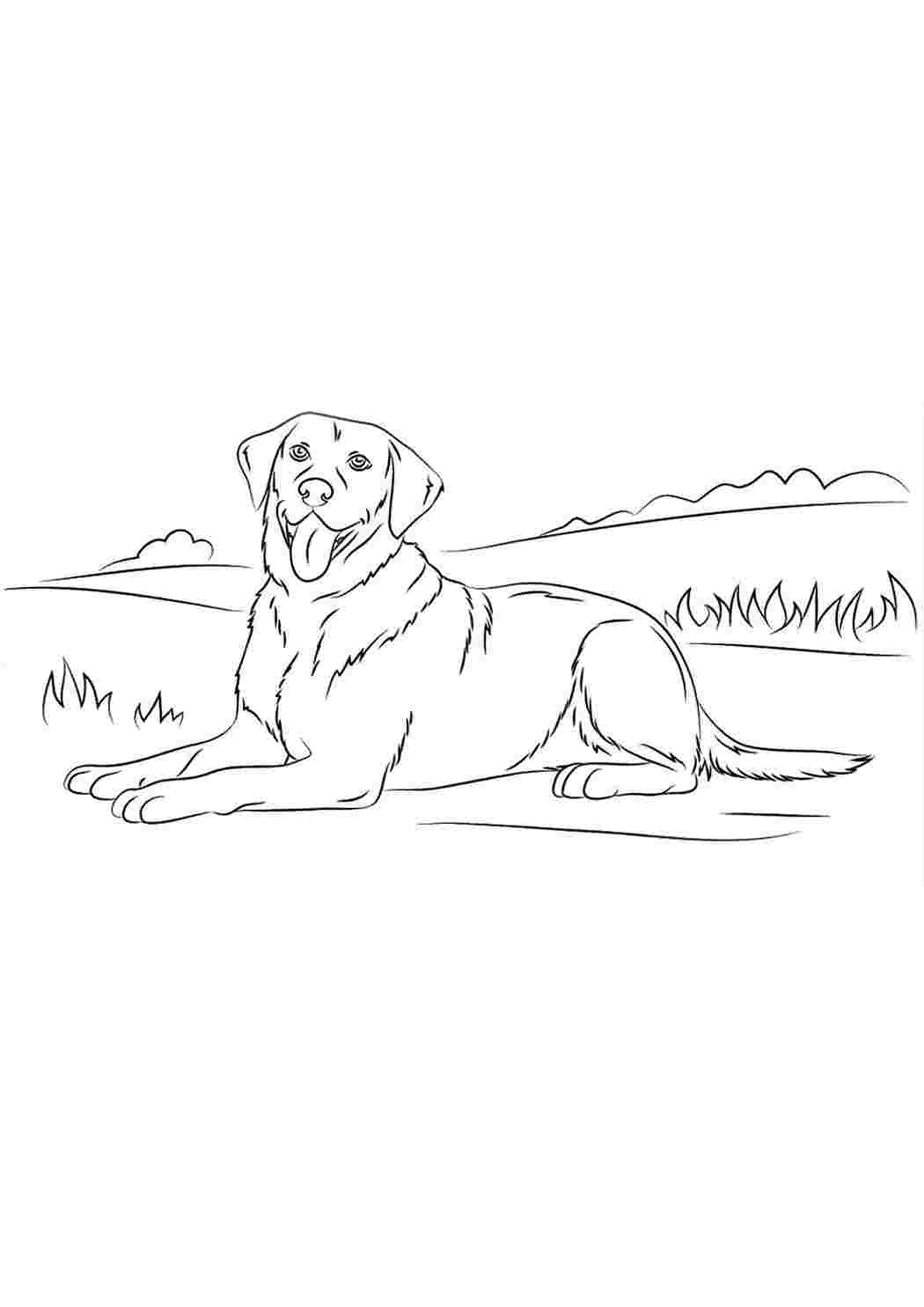 Лежачая собака рисунок