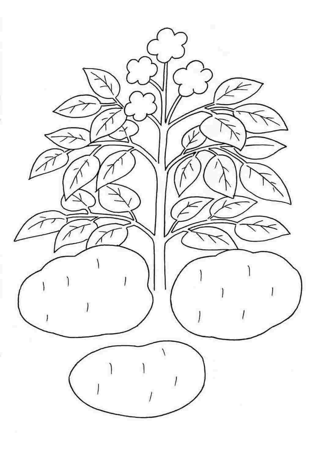 Рисунок картошка для раскрашивания